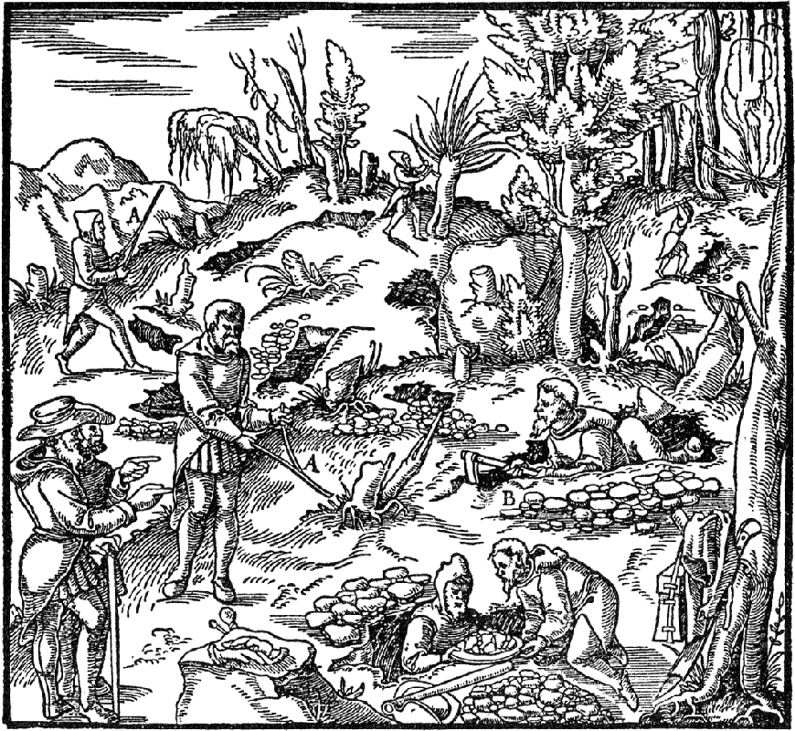 virgula furcata, 1556