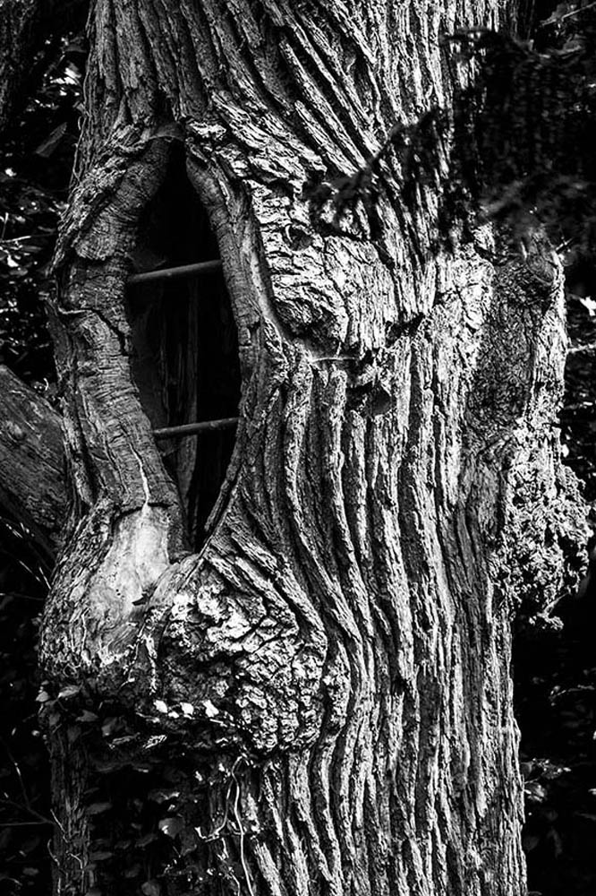 Baum mit Höhle | © Rainer Friedrich Meyer