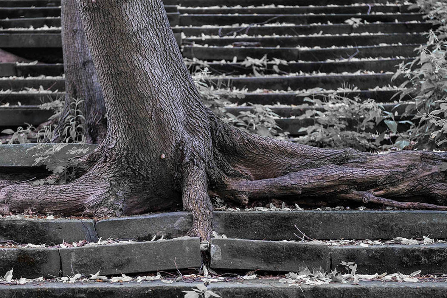 Baum auf Stein | © Rainer Friedrich Meyer