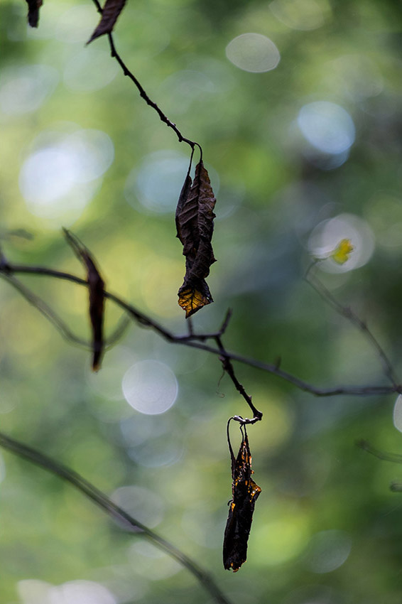 Blätter, durchscheinend | © Rainer Friedrich Meyer