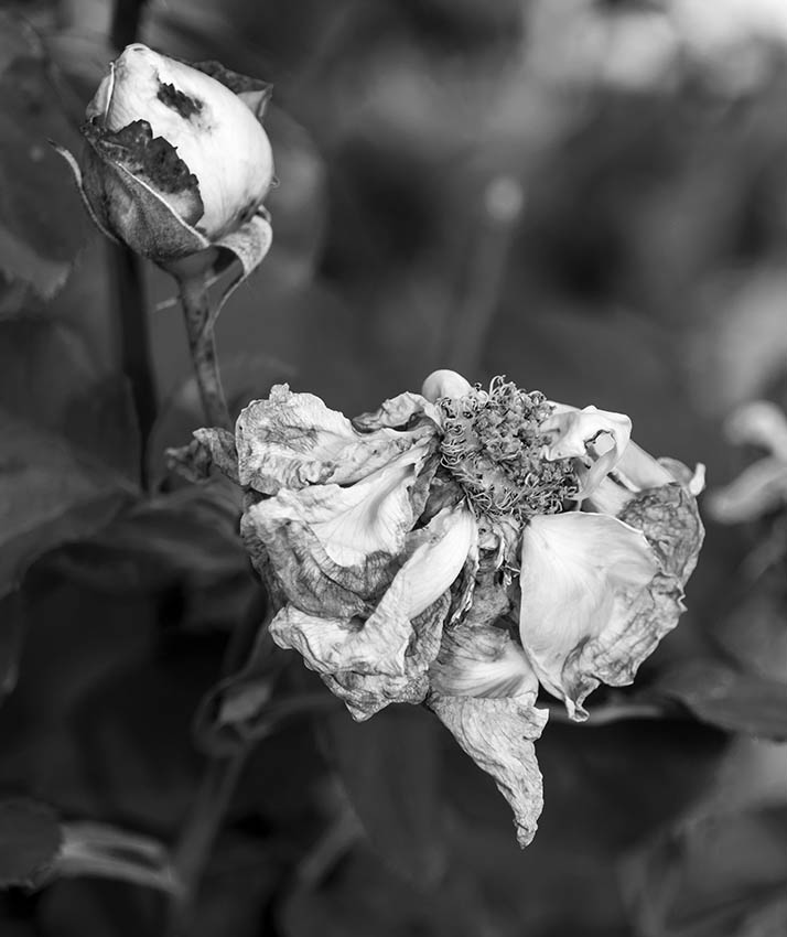 Verwelkte Rose | © Rainer Friedrich Meyer