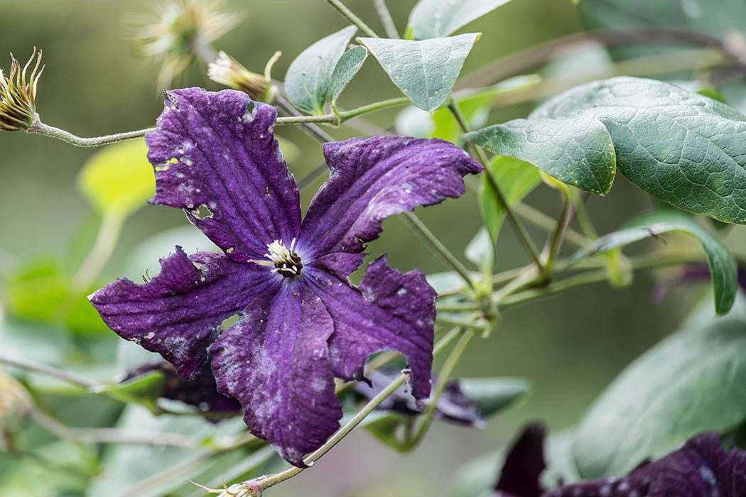 Violette Blüte | © Rainer Friedrich Meyer