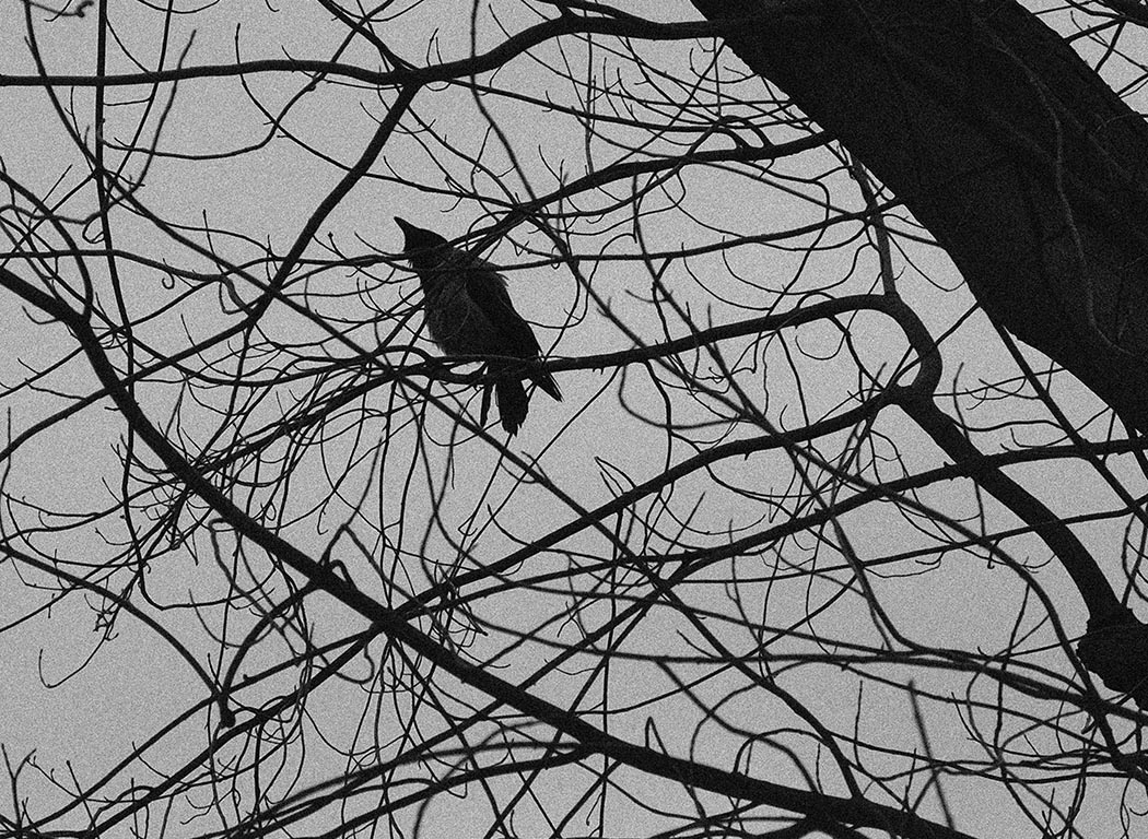 Krähe im Baum | © Rainer Friedrich Meyer