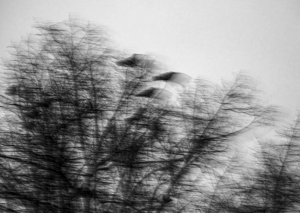 Krähen im Baum, unscharf | © Rainer Friedrich Meyer