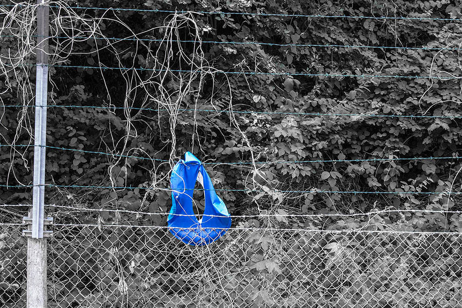 Blue on the Wire | © Rainer Friedrich Meyer