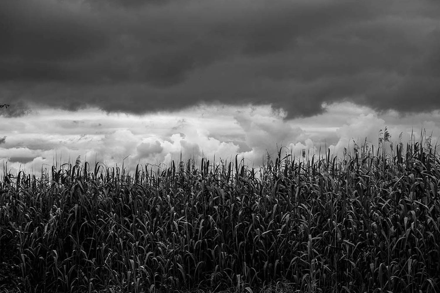 Schilf und Wolken | © Rainer Friedrich Meyer